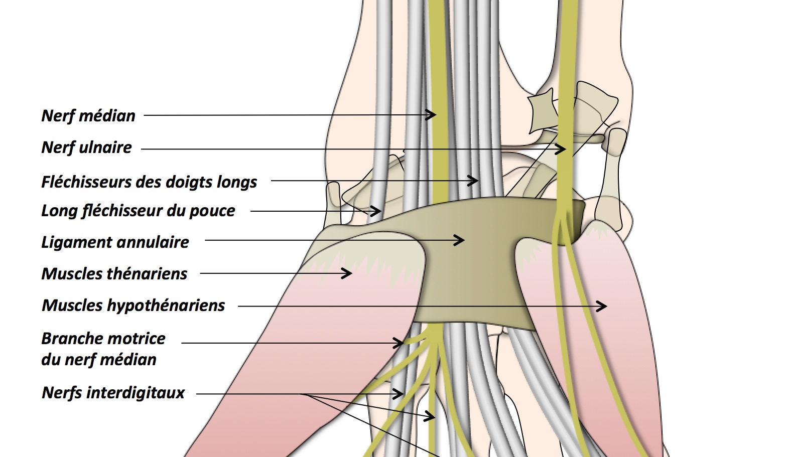 Anatomie Du Poignet Et De La Main - Clinique Ostéo Articulaire Des ...